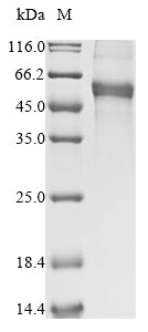 Greater than 85% as determined by SDS-PAGE.