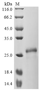 Greater than 90% as determined by SDS-PAGE.