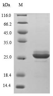 Greater than 90% as determined by SDS-PAGE.Recombinant Human Somatotropin (GH1) Protein (His&Myc), Active