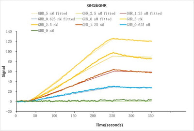 Human GH1 protein his/myc tag captured on COOH chip can bind Human GHR protein Fc tag with an affinity constant of 6.1 nM as detected by LSPR Assay. Biological Activity AssayRecombinant Human Growth Hormone Receptor (GHR) Protein (hFc), Active