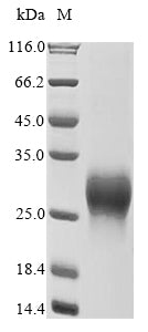 Greater than 90% as determined by SDS-PAGE.Recombinant Human Gastric Inhibitory Polypeptide Receptor (GIPR) Protein (His&Myc)