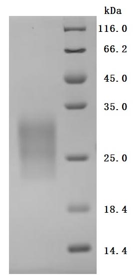 Greater than 95% as determined by SDS-PAGE.Recombinant Rat Gastric Inhibitory Polypeptide Receptor (GIPR) Protein (His), Active