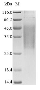 Greater than 90% as determined by SDS-PAGE.