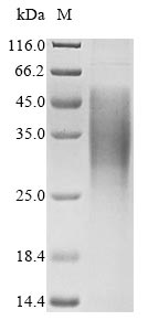 Greater than 90% as determined by SDS-PAGE.Recombinant Mouse Gap Junction Alpha-1 Protein (GJA1) Protein (His&Myc)