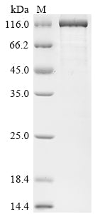 Greater than 90% as determined by SDS-PAGE.