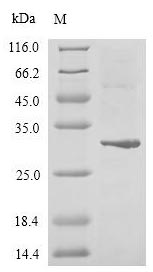 Greater than 90% as determined by SDS-PAGE.Recombinant Human Zinc Finger Protein Gli2 (GLI2) Protein (His-Myc)