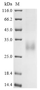 Greater than 85% as determined by SDS-PAGE.Recombinant Human Glucagon-Like Peptide 2 Receptor (GLP2R) Protein (His)