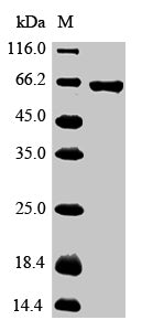 Greater than 90% as determined by SDS-PAGE.