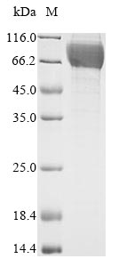 Greater than 90% as determined by SDS-PAGE.Recombinant Rat Heat-Stable Enterotoxin Receptor (GUCY2C) Protein (His&Myc)
