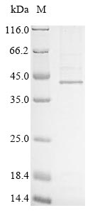 Greater than 85% as determined by SDS-PAGE.