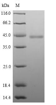 Greater than 90% as determined by SDS-PAGE.Recombinant Mouse Hyaluronan And Proteoglycan Link Protein 1 (HAPLN1) Protein (His-Myc)