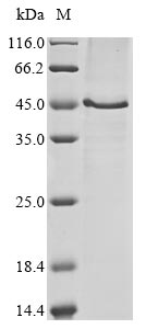 Greater than 85% as determined by SDS-PAGE.Recombinant Mouse Hyaluronan And Proteoglycan Link Protein 3 (HAPLN3) Protein (His&Myc)