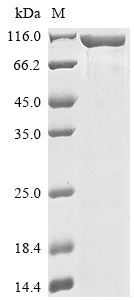 Greater than 85% as determined by SDS-PAGE.Recombinant Human Hepatitis A Virus Cellular Receptor 1 (HAVCR1) Protein (hFc-Myc)
