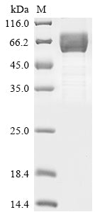 Greater than 85% as determined by SDS-PAGE.Recombinant Human Hepatitis A Virus Cellular Receptor 2 (HAVCR2) Protein (hFc)