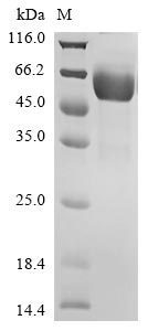 Greater than 85% as determined by SDS-PAGE.Recombinant Human Hepatitis A Virus Cellular Receptor 2 (HAVCR2) Protein (Fc)