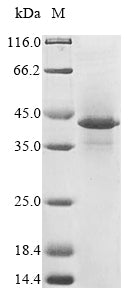 Greater than 90% as determined by SDS-PAGE.Recombinant Human Hla Class I Histocompatibility Antigen, Alpha Chain G (HLA-G) Protein (His)
