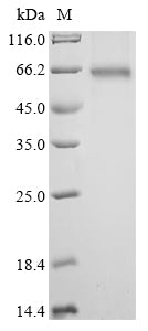 Greater than 90% as determined by SDS-PAGE.Recombinant Human Heterogeneous Nuclear Ribonucleoproteins A2/B1 (HNRNPA2B1) Protein (hFc)