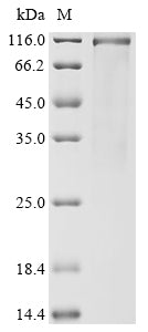 Greater than 85% as determined by SDS-PAGE.