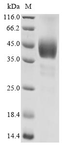 Greater than 90% as determined by SDS-PAGE.Recombinant Human 5-Hydroxytryptamine Receptor 1D (HTR1D) Protein (hFc)