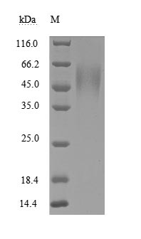 Greater than 95% as determined by SDS-PAGE.Recombinant Human Icos Ligand (ICOSLG) Protein (His), Active