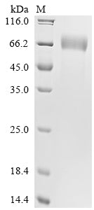Greater than 90% as determined by SDS-PAGE.Recombinant Human Interferon Gamma Receptor 1 (IFNGR1) Protein (hFc)