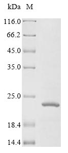 Greater than 85% as determined by SDS-PAGE.