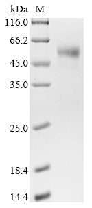 Greater than 90% as determined by SDS-PAGE.Recombinant Bovine Cation-Independent Mannose-6-Phosphate Receptor (IGF2R) Protein (hFc)
