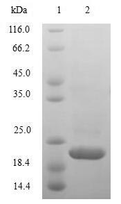 Greater than 85% as determined by SDS-PAGE.