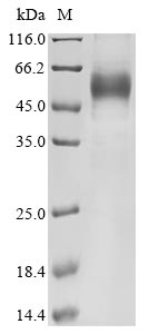 Greater than 85% as determined by SDS-PAGE.
