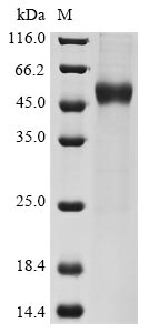 Greater than 85% as determined by SDS-PAGE.Recombinant Human Interleukin-15 (IL15) Protein (Fc-Myc)