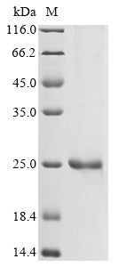 Greater than 90% as determined by SDS-PAGE.Recombinant Dog Interleukin-33 (IL33) Protein (His)