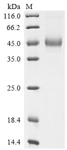 Greater than 90% as determined by SDS-PAGE.Recombinant Human Interleukin-5 (IL5) Protein (hFc-Flag)