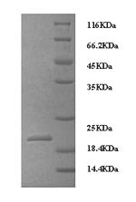 Greater than 90% as determined by SDS-PAGE.Recombinant Dog Interleukin-8 (CXCL8) Protein (His)