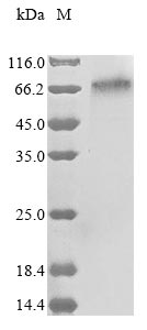 Greater than 85% as determined by SDS-PAGE.Recombinant Human Integrin Beta-Like Protein 1 (ITGBL1) Protein (His&Myc)