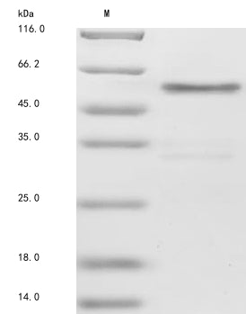 Greater than 85% as determined by SDS-PAGE.Recombinant Human Protein Jagged-1 (JAG1) Protein (Fc-Myc)