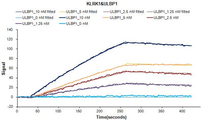 Human KLRK1 protein Fc tag captured on COOH chip can bind Human ULBP1 protein Fc/myc tag with an affinity constant of 2.27 nM as detected by LSPR Assay. Biological Activity AssayRecombinant Human Nkg2-D Type Ii Integral Membrane Protein (KLRK1) Protein (hFc), Active