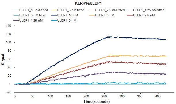 Human KLRK1 protein Fc tag captured on COOH chip can bind Human ULBP1 protein Fc/myc tag with an affinity constant of 2.27 nM as detected by LSPR Assay. Biological Activity AssayRecombinant Human Nkg2-D Type Ii Integral Membrane Protein (KLRK1) Protein (hFc), Active