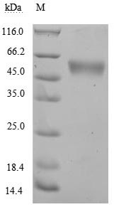 Greater than 90% as determined by SDS-PAGE.Recombinant Human Nkg2-D Type Ii Integral Membrane Protein (KLRK1) Protein (hFc), Active