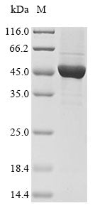 Greater than 90% as determined by SDS-PAGE.Recombinant Human Keratin, Type I Cytoskeletal 18 (KRT18) Protein (His)