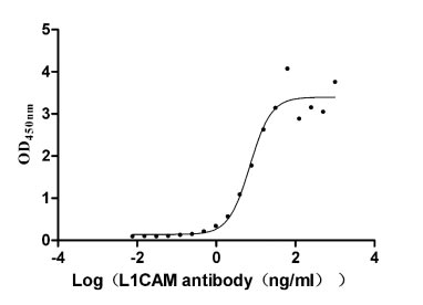 Activity Measured by its binding ability in a functional ELISA. Immobilized L1CAM at 2 μg/ml can bind Anti-L1CAM Rabbit Monoclonal Antibody , the EC 50 is 5.384-9.380 ng/ml. Biological Activity AssayRecombinant Human Neural Cell Adhesion Molecule L1 (L1CAM) Protein (His&Myc), Active