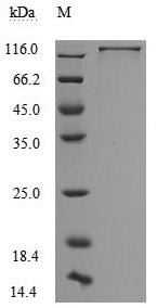 Greater than 95% as determined by SDS-PAGE.Recombinant Human Neural Cell Adhesion Molecule L1 (L1CAM) Protein (His&Myc), Active