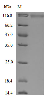 Greater than 90% as determined by SDS-PAGE.Recombinant Human Low-Density Lipoprotein Receptor (LDLR) Protein (His-Myc)