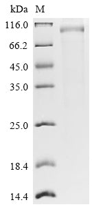 Greater than 85% as determined by SDS-PAGE.Recombinant Human Leucine-Rich Repeat-Containing G-Protein Coupled Receptor 5 (LGR5) Protein (hFc)