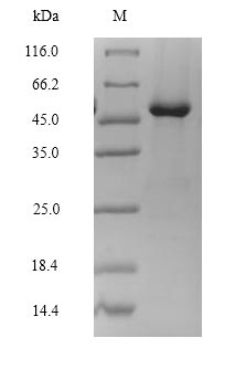 Greater than 90% as determined by SDS-PAGE.Recombinant Rat Lutropin-Choriogonadotropic Hormone Receptor (LHCGR) Protein (Flag)