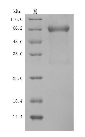 Greater than 90% as determined by SDS-PAGE.Recombinant Human Leukemia Inhibitory Factor (LIF) Protein (hFc), Active
