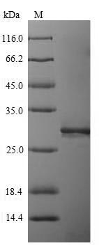 Greater than 90% as determined by SDS-PAGE.