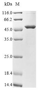 Greater than 85% as determined by SDS-PAGE.Recombinant Mouse Lipoprotein Lipase (LPL) Protein (His&Myc)
