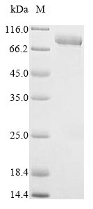 Greater than 85% as determined by SDS-PAGE.Recombinant Human Lactoperoxidase (LPO) Protein (His&Myc)