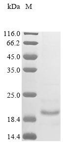 Greater than 85% as determined by SDS-PAGE.