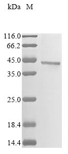 Greater than 85% as determined by SDS-PAGE.